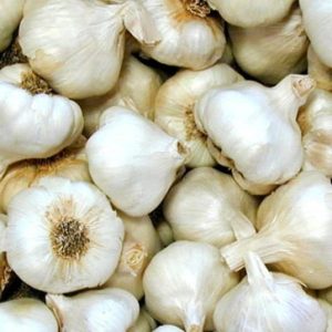 garlic